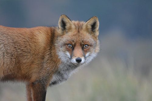 Vos In de Amsterdamse waterleiding duinen van Corinne Alferink