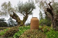 olive trees and old vase in garden von ChrisWillemsen Miniaturansicht