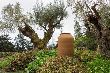 olive trees and old vase in garden