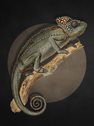 The 3D Chameleon