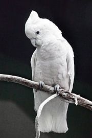 A big sad white parrot with a tuft sits on a branch against a dark background. by Michael Semenov