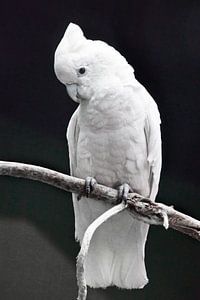 Un grand perroquet blanc triste avec une touffe est assis sur une branche sur un fond sombre. sur Michael Semenov