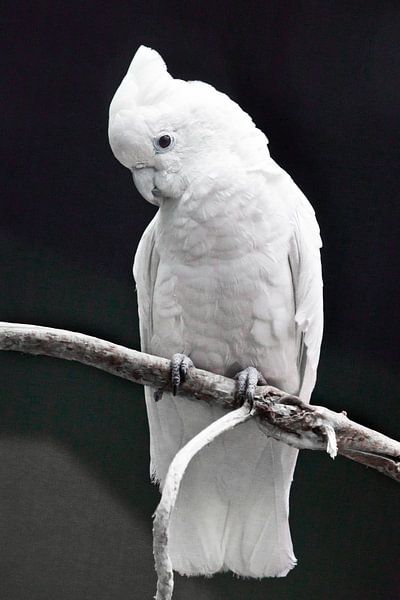 Ein großer trauriger weißer Papagei mit einem Büschel sitzt auf einem Ast vor einem dunklen Hintergr von Michael Semenov