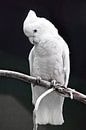 Ein großer trauriger weißer Papagei mit einem Büschel sitzt auf einem Ast vor einem dunklen Hintergr von Michael Semenov Miniaturansicht