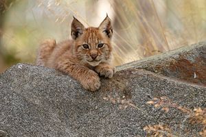 Le lynx au repos sur Menno Schaefer