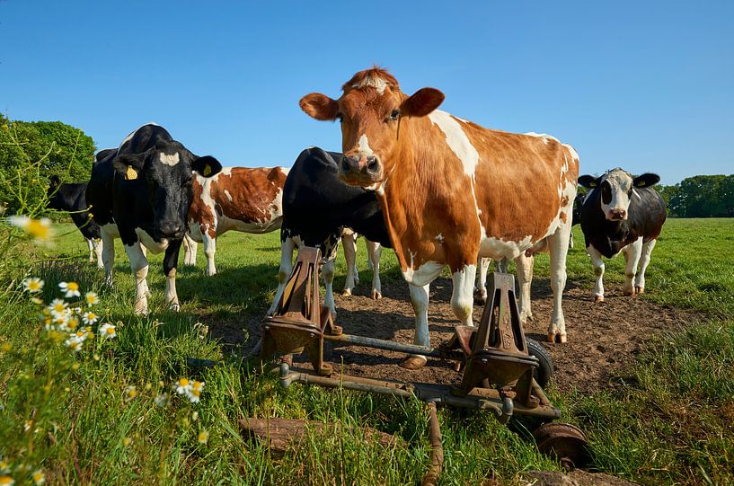 Young cows at the water pumps by Jenco van Zalk