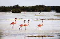 Flamingo's von Astrid Decock Miniaturansicht