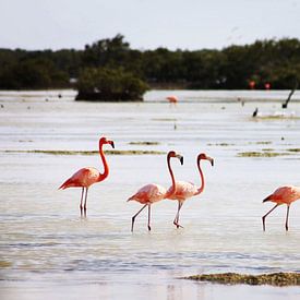 Flamingo's von Astrid Decock