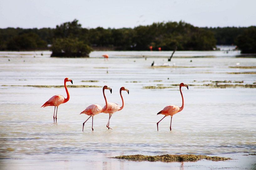 Flamingo's von Astrid Decock