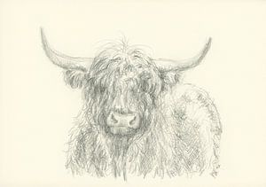 Bœuf des Highlands Portrait Dessin au crayon