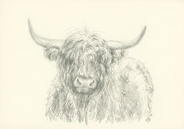 Highland cattle portrait pencil drawing by Karen Kaspar