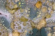 Mold Art 1 by Albert Mendelewski thumbnail