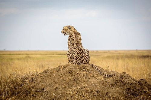 Jaguar on the savannah by Julian Buijzen