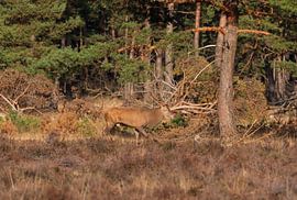 Rothirsch von Merijn Loch