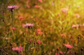 Kornblumen  im Sonnenlicht van Zwergls Lichtermeer