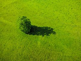 Vue aérienne d'un arbre au printemps dans la vallée de Zgornje Jezersko sur Sjoerd van der Wal Photographie