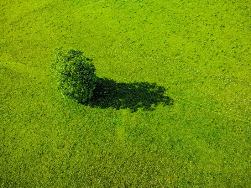 Vue aérienne d'un arbre au printemps dans la vallée de Zgornje Jezersko par Sjoerd van der Wal Photographie