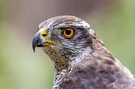 Goshawk, Accipiter gentilis by Gert Hilbink thumbnail