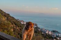 Singe intéressé