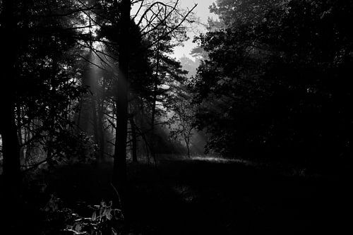 Open plek in het bos wordt mooi verlicht door de ochtendzon