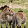 Przewalskipaarden in de wei van Heleen de Silva