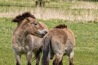 Przewalski horses in the meadow