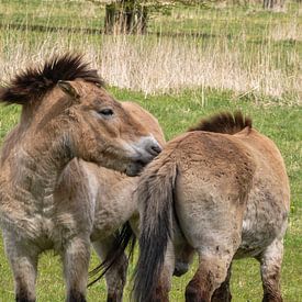 Chevaux de Przewalski dans le pré sur Heleen de Silva