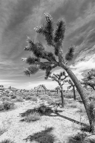 Joshua Tree National Park | Monochroom