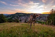 Koe bij Staufen met uitzicht op Oberstaufen + Säntis bij zonsondergang van Leo Schindzielorz thumbnail