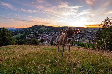Koe bij Staufen met uitzicht op Oberstaufen + Säntis bij zonsondergang van Leo Schindzielorz