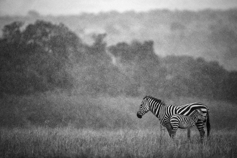 Zebra en veulen in de regen van Marijn Heuts