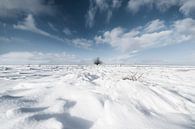 Winter, der einsame Baum von Alied Kreijkes-van De Belt Miniaturansicht