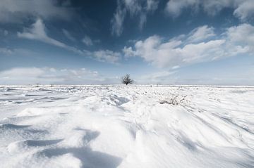 Winter, de eenzame boom van Alied Kreijkes-van De Belt