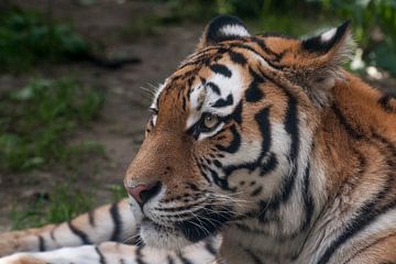 Sibirischer Tiger : Tierpark Amersfoort von Loek Lobel