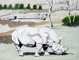 Weißes Rhinozeros, grasend von brushclicks