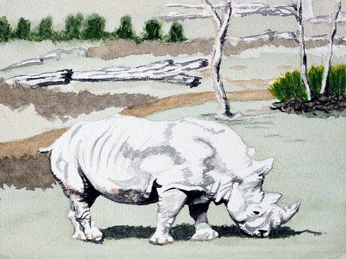 Weißes Rhinozeros, grasend