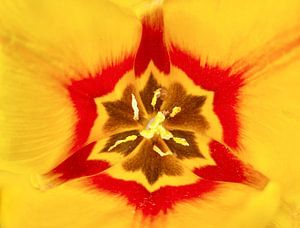 Tulpe