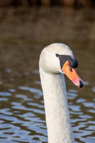 Zwaan #2