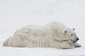 IJsbeer attent en imposant liggend op de uitgestrekte sneeuw...