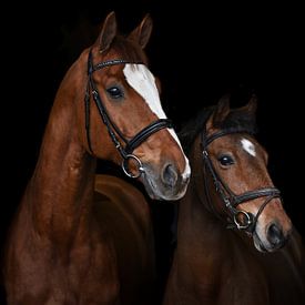 Paarden portret von Lisan Geerts