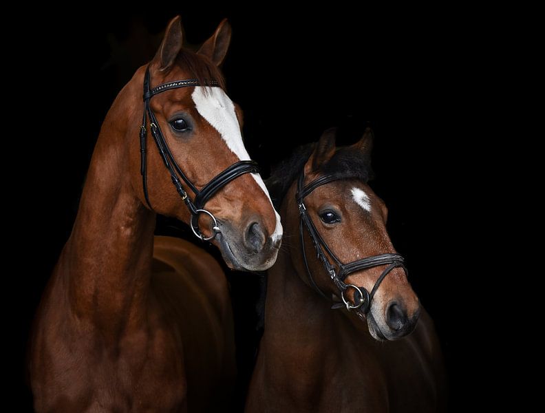 Paarden portret von Lisan Geerts