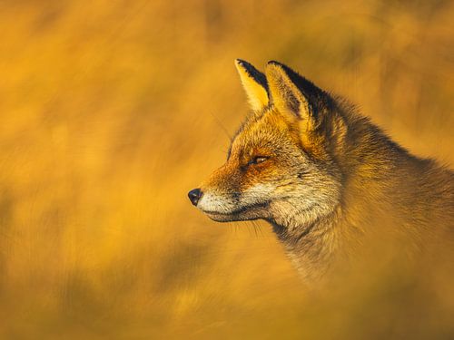 la chasse sur Arjen Kommer