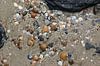 schelpen op het strand van westkapelle in zeeland van Frans Versteden thumbnail