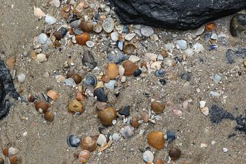shells on the beach of Westkapelle in Zeeland