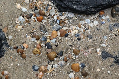 schelpen op het strand van westkapelle in zeeland