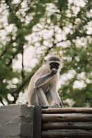 Singe d'Afrique du Sud
