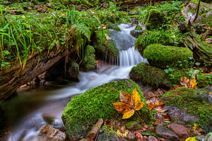 Herbst in der Wolfsschlucht