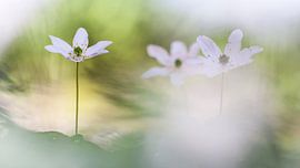 Beauté sur Bob Daalder