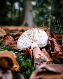 Gevallen paddestoel by Danny van Schijndel