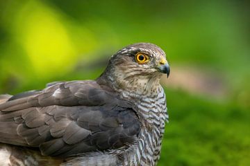 Sparrowhawk, Accipiter nisus. A portrait. by Gert Hilbink